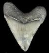 Serrated, Juvenile Megalodon Tooth - Georgia #43048-1